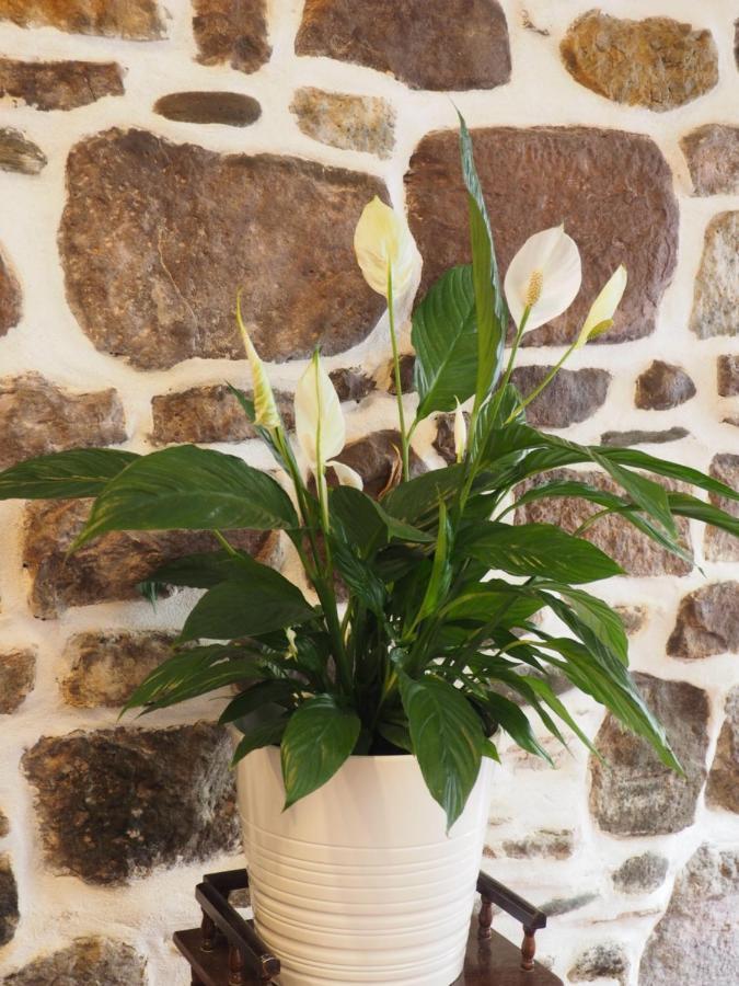 Studio Camino Real Saint-Jean-Pied-de-Port Bagian luar foto